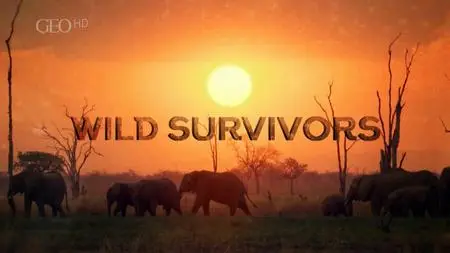 Wild Survivor (2018)