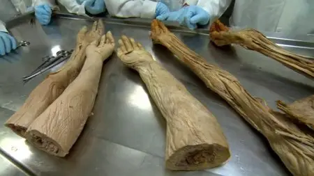 BBC - The Beauty of Anatomy (2014)
