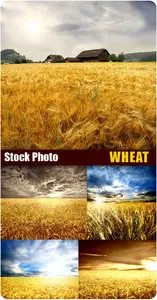 Stock Photo - Wheat