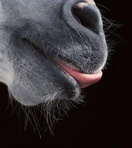Photographer Tim Flach - 101 photos