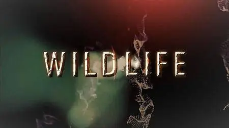 NHK - Wildlife: Collection 1 (2017)