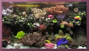 Screensaver  Aquarium Real Life 18