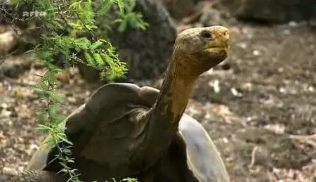 (Arte) La bataille des Galápagos (2012)
