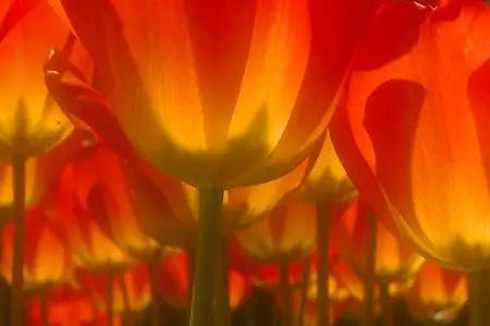 Flowers of Holland - by Tony Helsloot (2008)
