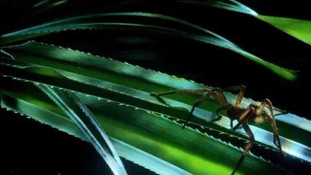 Micro Monsters With David Attenborough (2013)