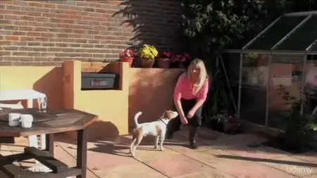 Cure & Prevent Dog Illnesses Using Natural Remedies For Dogs
