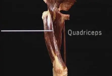 Atlas of Human Anatomy in 3D(Disc 2 of 6: The Lower Extremity)