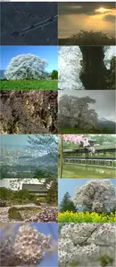 Virtual Trip: Sakura (1999)