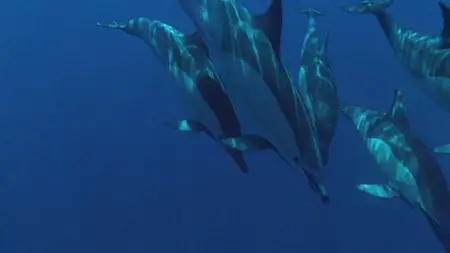 Deep Blue (2003)