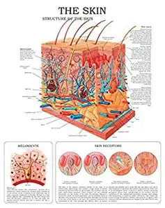 The Skin e-chart: Full illustrated