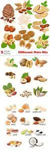 Vectors - Different Nuts Mix