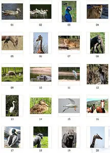 Animals and Birds