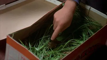 Meatballs (1979)