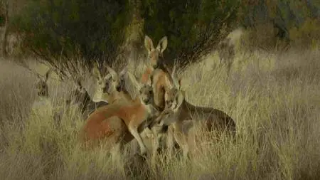 BBC - Natural World: Kangaroo Dundee and Other Animals (2016)