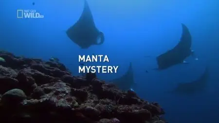National Geographic Manta Mystery (2011)