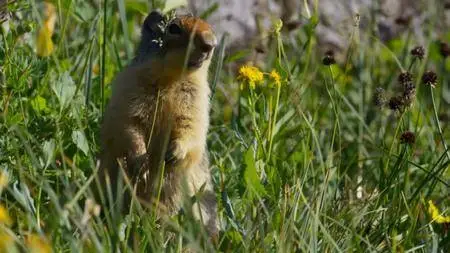 BBC - Planet Earth II: A World of Wonder (2016)