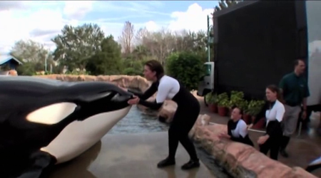 Blackfish (2013)