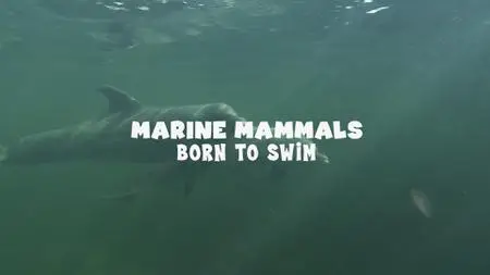 Marine Mammals - Born to Swim (2022)