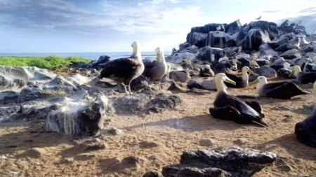 BSkyB - Galapagos with David Attenborough (2013)