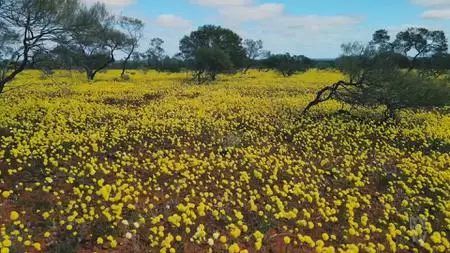 ABC - Wildflowers Of The Midwest Of WA (2021)