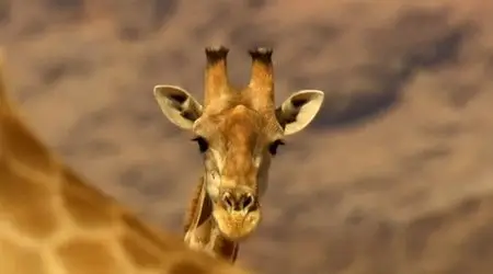 (Fr2) Afrique sauvage (2013)