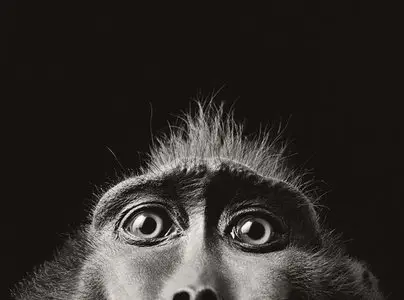 Photographer Tim Flach - 101 photos