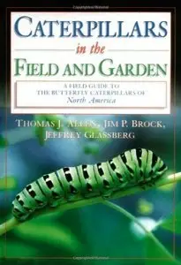 Caterpillars in the field and garden