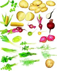 Vegetables Series in CorelDRAW 