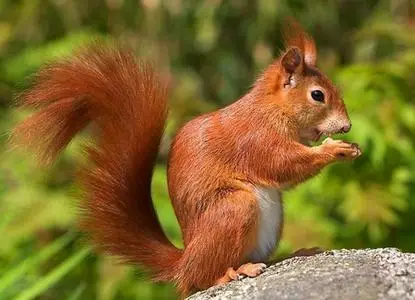 Nature Scenes - Animals Vol.2