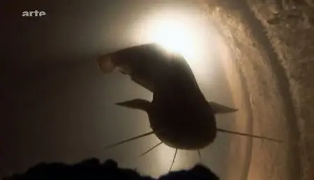 (Arte) Le silure, monstre d'eau douce (2011)