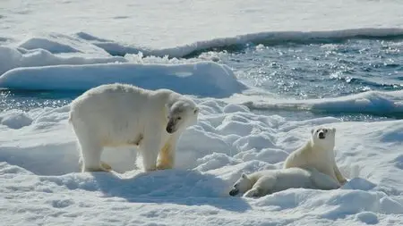 IMAX. To the Arctic / IMAX. Арктика (2012) 