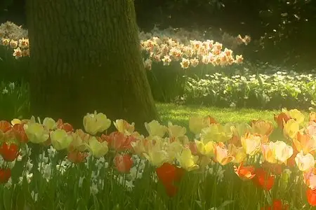 Flowers of Holland - by Tony Helsloot (2008)