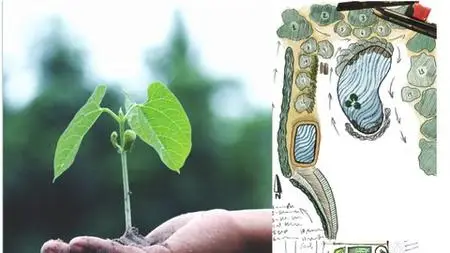 Introduction To Permaculture Design