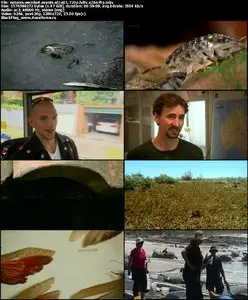 BBC: Natures Weirdest Events S01E01