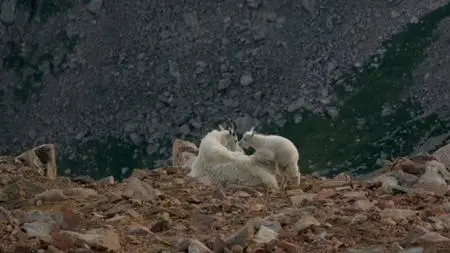 PBS - Nature: Born in the Rockies First Steps (2021)