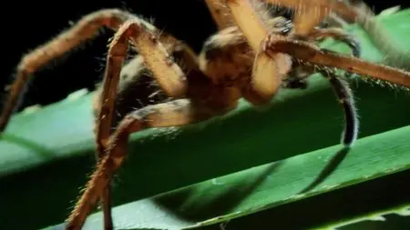 Micro Monsters With David Attenborough (2013)
