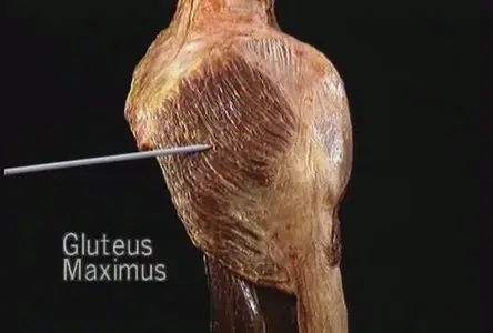 Atlas of Human Anatomy in 3D(Disc 2 of 6: The Lower Extremity)