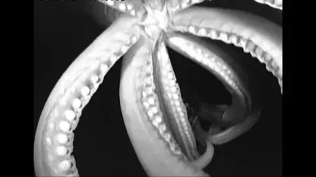 BBC Natural World - Giant Squid: Filming the Impossible (2013)