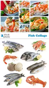 Photos - Fish Collage