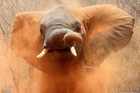 Wallpapers - National Geographic - Animals