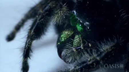 Arte - Super Spider (2012)