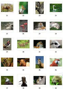 Animals and Birds