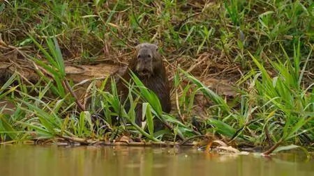 BBC - Planet Earth II: A World of Wonder (2016)