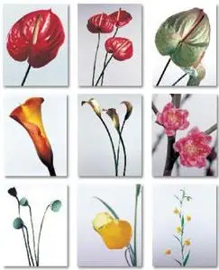 AsiaImageBank Photodisc 016: Flower Expressions