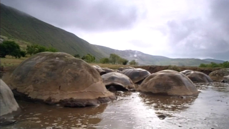 BSkyB - Galapagos with David Attenborough (2013)