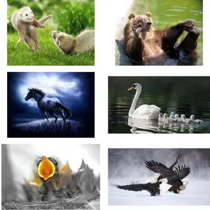 Wallpapers Animals. Set 16