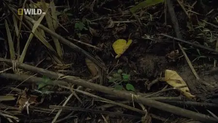 National Geographic Wild - Hunters of The Lost World: Sharp Teeth Nomads (2012)