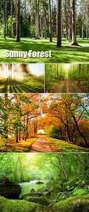 Stock Photo - Sunny Forest