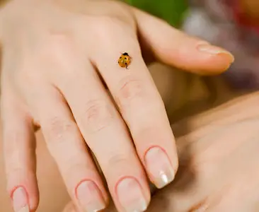 Gisele - a LadyBug