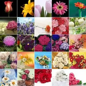FLOWERS of the world(High Quality Exclusive Photos)